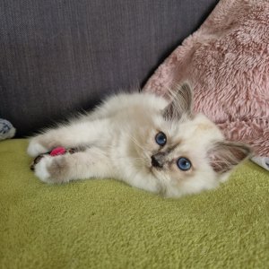 blue eyed kitten laying
