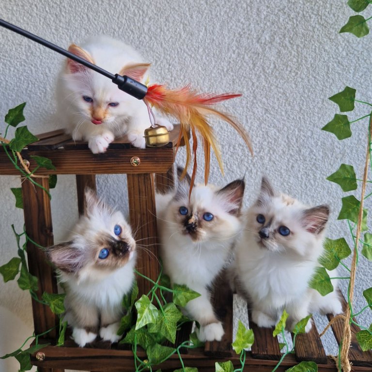 litter A together