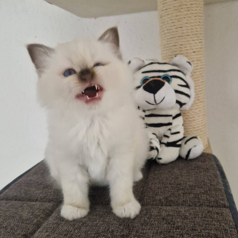 Bonbon Boy