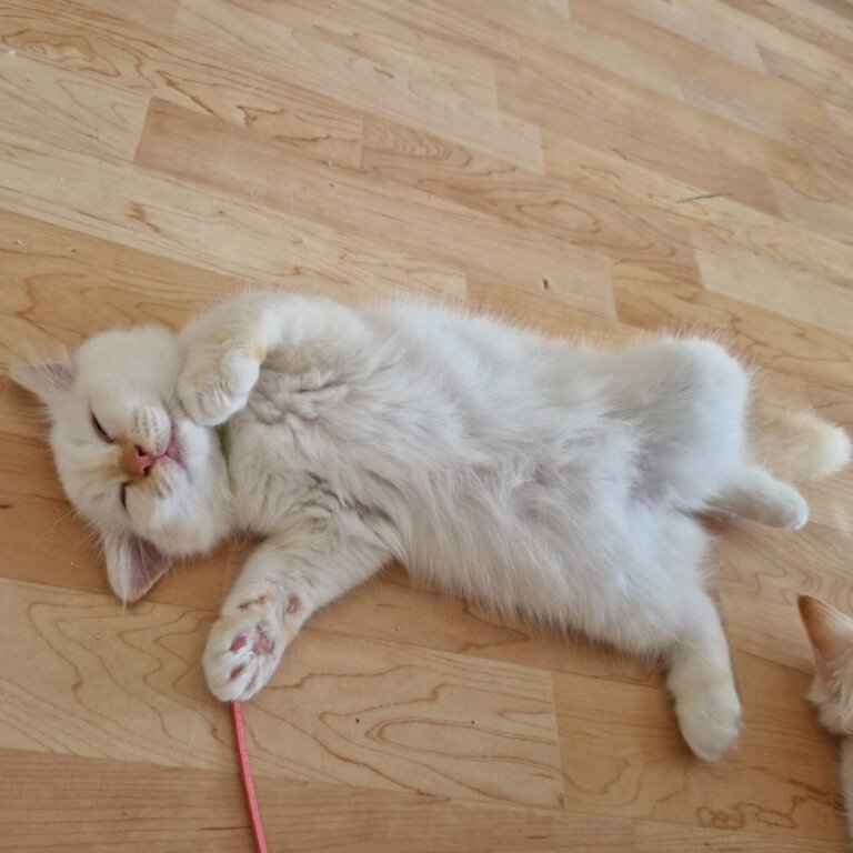 Cayenne